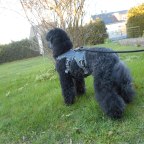 Ruff Wear Web Master