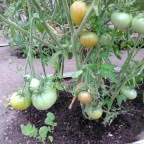 Bifftomat Aunt Ruby’s German Green