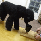 Stacking Rings on a Pole